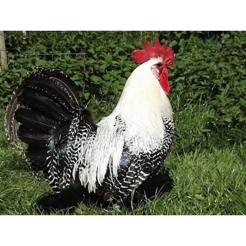 ไข่เชื้อไก่อียิปฟายูมิ-ไก่หายากน่าสะสม