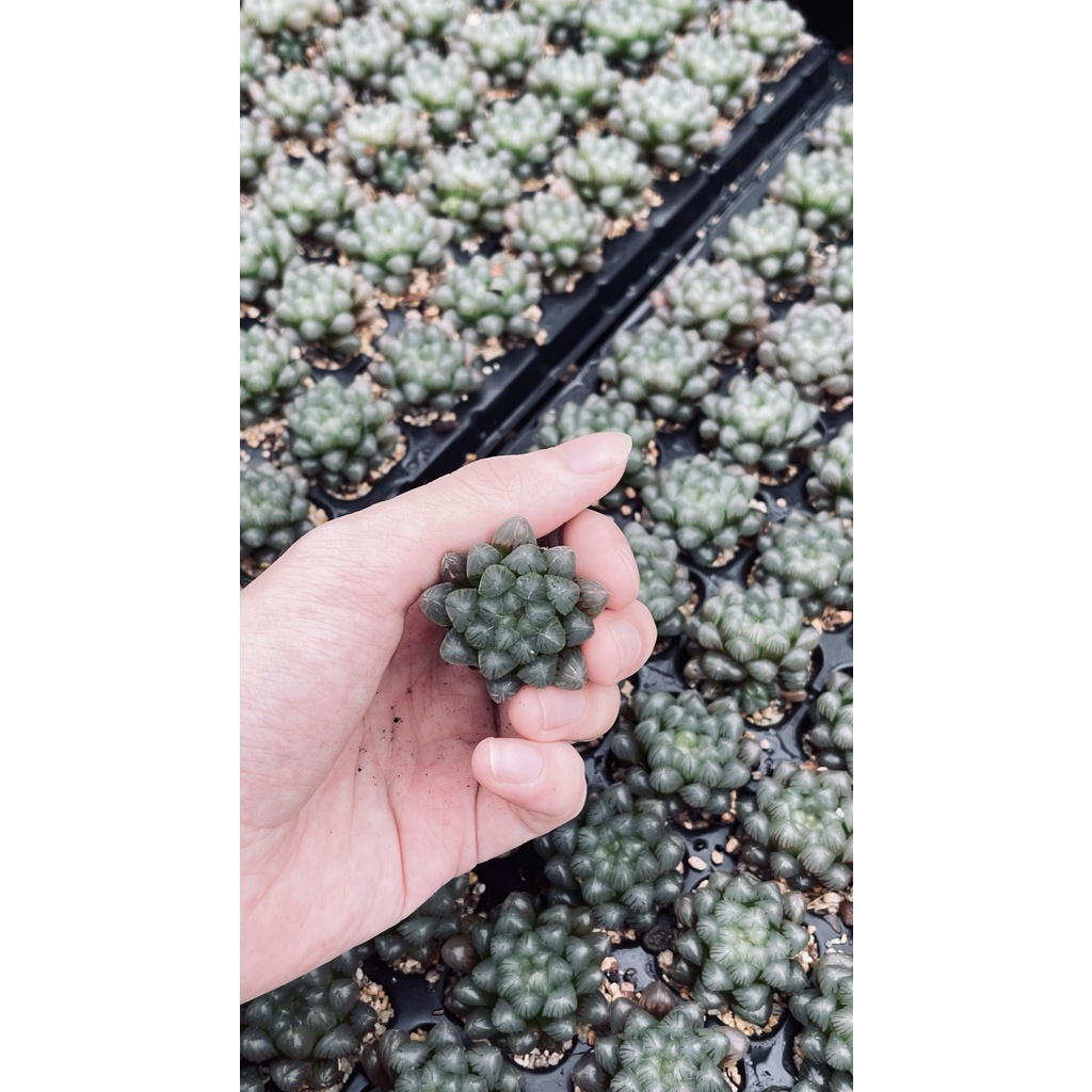 ฮาโวเทีย-หยดน้ำusa-haworthia-cooperi-var-truncata