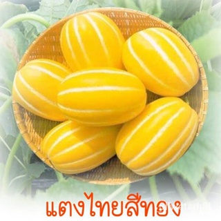 ผลิตภัณฑ์ใหม่ เมล็ดพันธุ์ จุดประเทศไทย ❤แตงไทยสีทอง ถูกที่สุด10บ. เมล็ดอวบอ้วนแตงไทยยาวสีทอง 10 เมล็ด ปลูกง่ายห /ดอก GYM