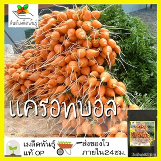 ผลิตภัณฑ์ใหม่ เมล็ดพันธุ์ เมล็ดพันธุ์คุณภาพสูงในสต็อกในประเทศไทย พร้อมส่งเมล็ดอวบอ้วน แครอทกลม แครอทบอล 400 เมล /สวนครัว
