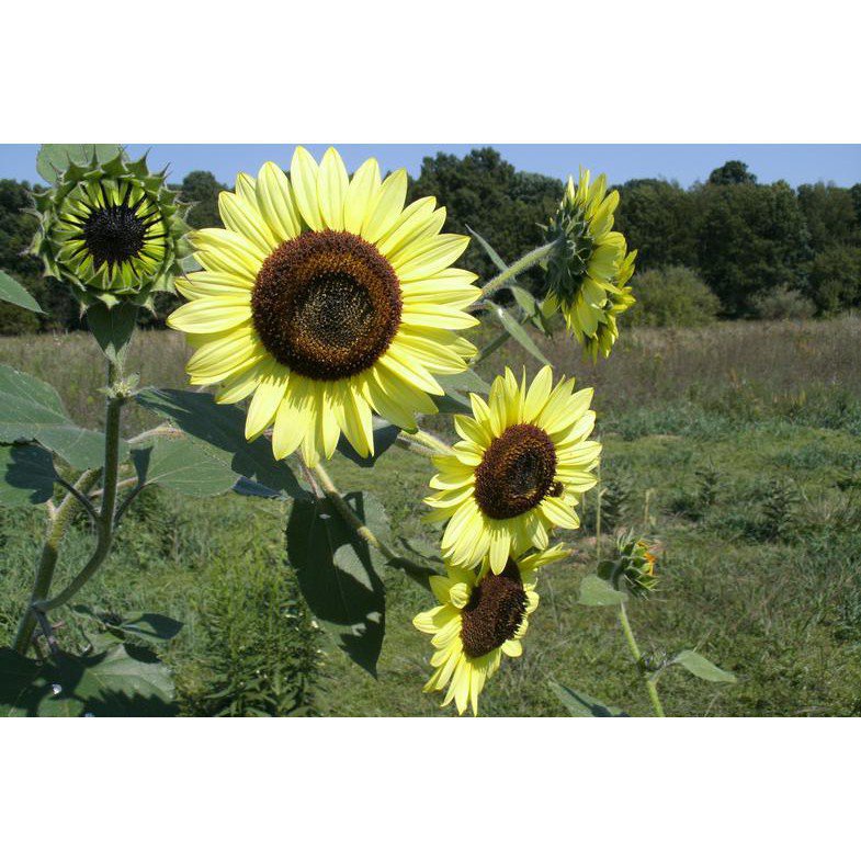 ผลิตภัณฑ์ใหม่-เมล็ดพันธุ์-เมล็ดพันธุ์-ทานตะวันเลม่อนควีน-lemon-queen-sunflower-seed-บรรจุ-20-เมล็ด-คุณภาพดี-ร-ขายดี-x