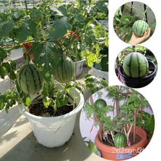 ผลิตภัณฑ์ใหม่ เมล็ดพันธุ์ ปลูกง่าย ปลูกได้ทั่วไทย เมล็ดพันธุ์แตงโม (Watermelon seeds) 30 เมล็ด บอนสี เมล็ดพันธุ์ดอ/เ FTG