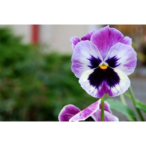 ผลิตภัณฑ์ใหม่-เมล็ดพันธุ์-จุดประเทศไทย-เมล็ดพันธุ์50-seeds-pack-bonsai-viola-tricolor-seeds-pansy-flower-seedsเ-ขายด-e2