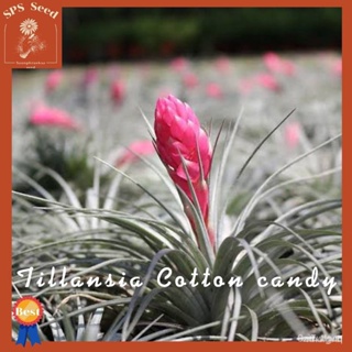 ผลิตภัณฑ์ใหม่ เมล็ดพันธุ์ สปอตสินค้า❤ทิลแลนเซียคอตตอนแคนดี้ เกรดส่งออกต้นขนาดใหญ่ Tillansia cotton candyเมล็ดอว /ดอก Y30