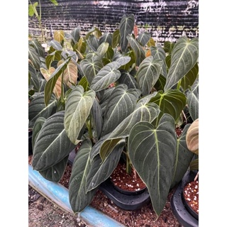 Philodendron(Melanocrysum)🔥ต้นใหญ่🔥ไม้ยอด‼️ราคาถูก‼️