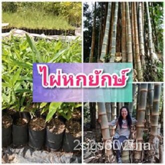 ผลิตภัณฑ์ใหม่-เมล็ดพันธุ์-จุดประเทศไทย-ต้นไผ่หกยักษ์-ไผ่ลำใหญ่ขนาด-8-10-นิ้ว-ต้นพันธุ์เพาะเมล็ดสูง-50-ซม-ขึ้นไ-ขายดี-x