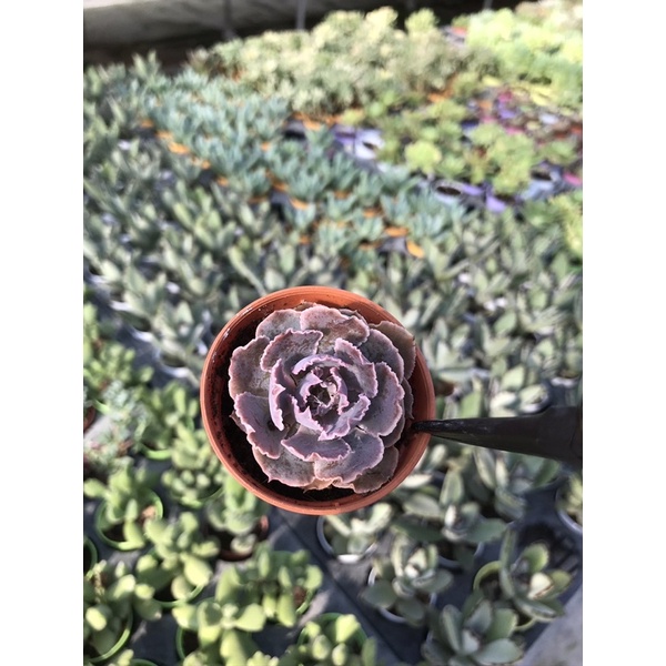 echeveria-leaf-curry