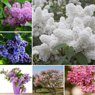 （คุณภาพสูง เมล็ด）เมล็ดพันธุ์ดอกกานพลู 50pcs Mixed Colour Lilac Tree Seeds Flower Seeds Bonsai/ดอก ผัก ปลูก /ดอก 3ANU