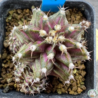 (B37) ต้นยิมโนหน้ายับ ลูก Trex ไม้เมล็ด - (gymnocalycium) - แคคตัส/ง่าย ปลูก สวนครัว เมล็ด/อินทรีย์ N1ME