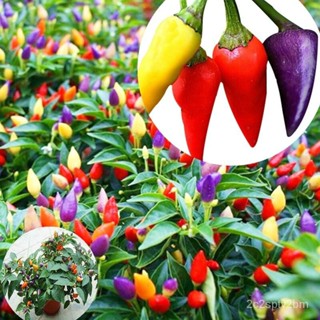 （คุณภาพสูง เมล็ด）เมล็ดพันธุ์ 100ชิ้น/ถุง พริกประดับ คละสี Seeds vegetable เมล็ดพันผัก เมล็ดพั/ง่าย ปลูก สวนครัว /ขายด OM