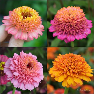 （คุณภาพสูง เมล็ด）เมล็ดพันธุ์ ดอกบานชื่นเฟเบิร์กคละสี 40 เมล็ด  Mixed Faberge  Zinnia Seed ***/ง่าย ปลูก สวนครัว /ขายด JP