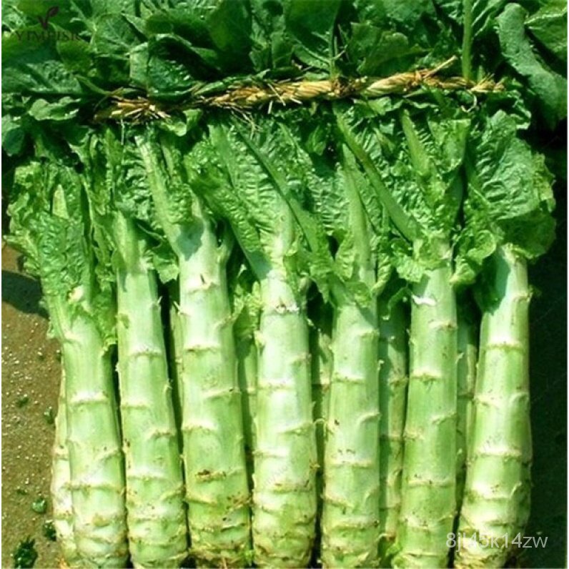 คุณภาพสูง-เมล็ด-ของแท้-100-จัดส่งในพื้นที่-200-เมล็ด-asparagus-lettuce-seeds-เมล็ดพันธุ์ผัก-ง่าย-ปลูก-สวนครัว-ขายดี-a