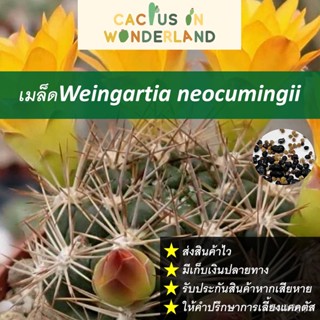 เมล็ดWeingartia neocumingii เมล็ดแคคตัส เมล็ดกระบองเพชร/ผักสลัด KHNH