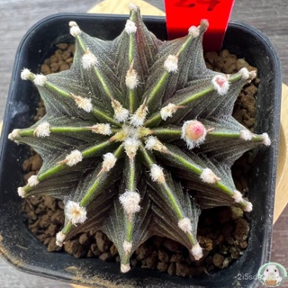 （คุณภาพสูง เมล็ด）(R24) ต้นยิมโน LB2178 แท้  12 พู ไม้เมล็ด - (gymnocalycium) - แคคตัส/ผักสลัด FCSW