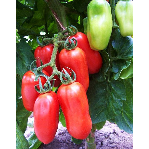 คุณภาพสูง-เมล็ด-เมล็ดพันธุ์-มะเขือเทศ-แซนมาซาโน่-san-marzano-tomato-seed-บรรจุ-50-เมล็ด-คุ-ง่าย-ปลูก-สวนครัว-สวนครัว