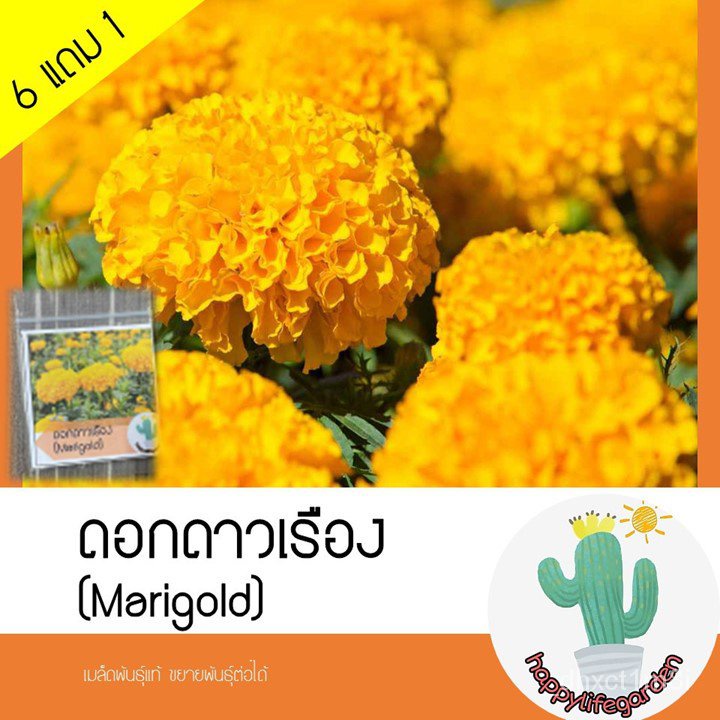 โรงงานขายส่ง-เมล็ดพันธุ์-ดอกดาวเรือง-เมล็ดดาวเรือง-marigold-55เมล็ด-อินทรีย์-rkcd