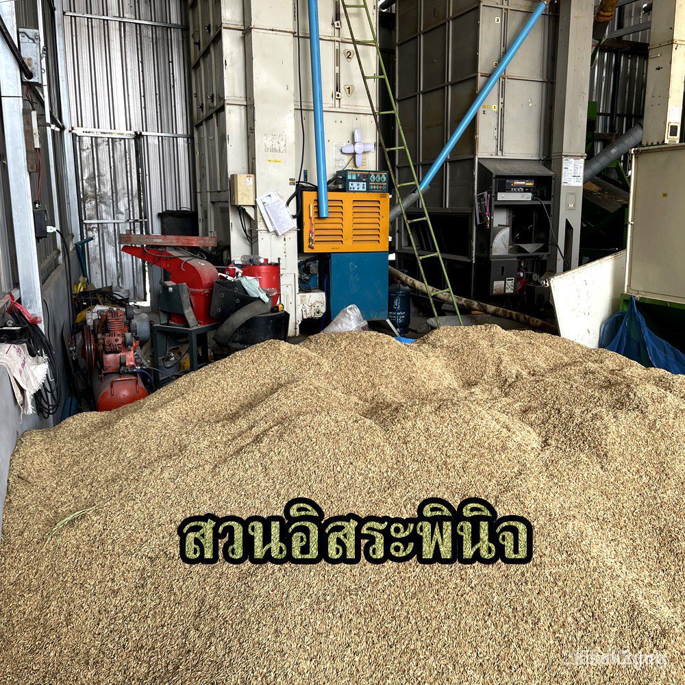 ผลิตภัณฑ์ใหม่-เมล็ดพันธุ์-เมล็ดพันธุ์คุณภาพสูงในสต็อกในประเทศไทยrice-seed-ข้าวปลูก-กข79-เมล็ดอวบอ้วน-พันธุ์ข้าว-คล-ขา-n6