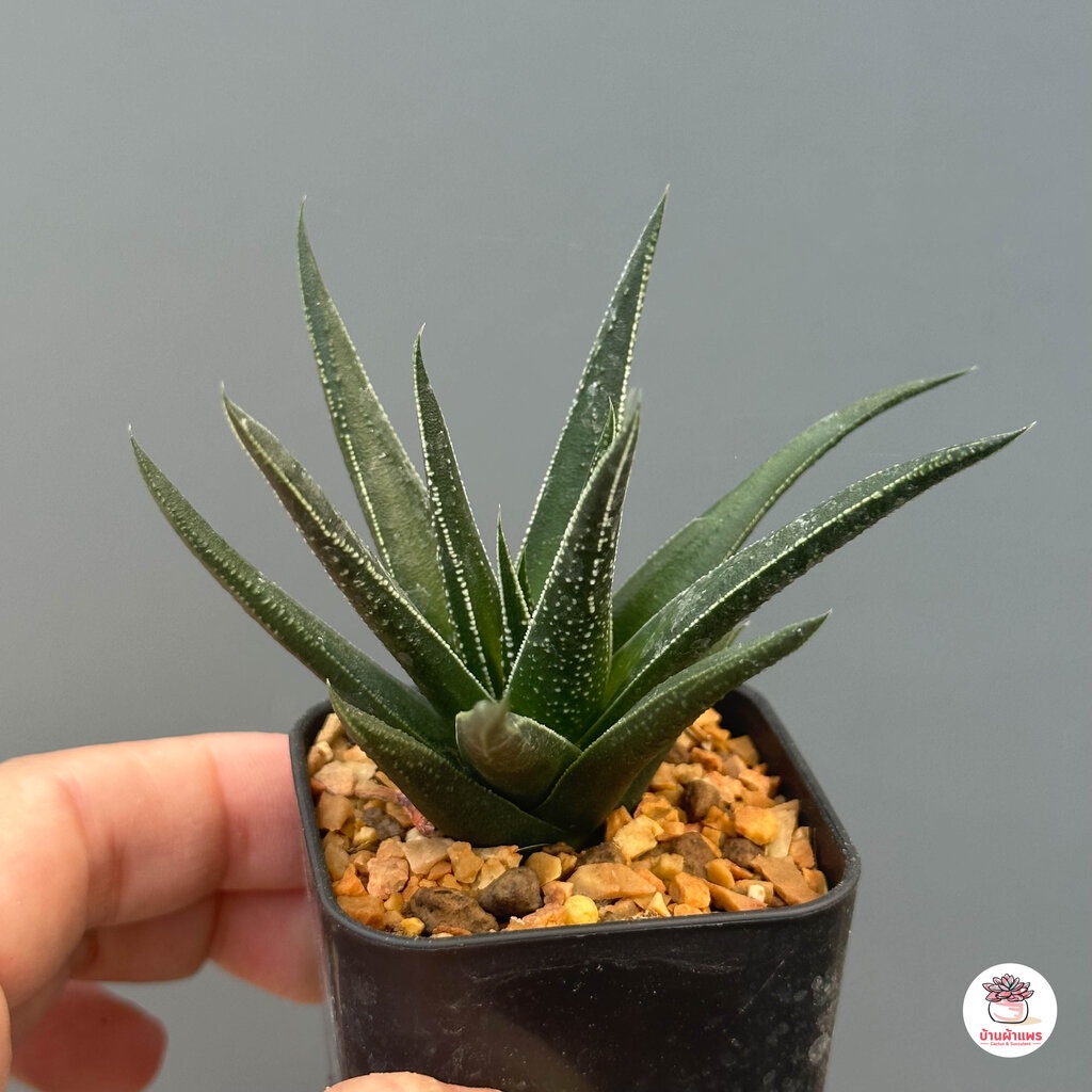 ฮาโวเทีย-ม้าเขียว-haworthia-herbacea-ไม้อวบน้ำ-กุหลาบหิน-cactus-amp-succulent