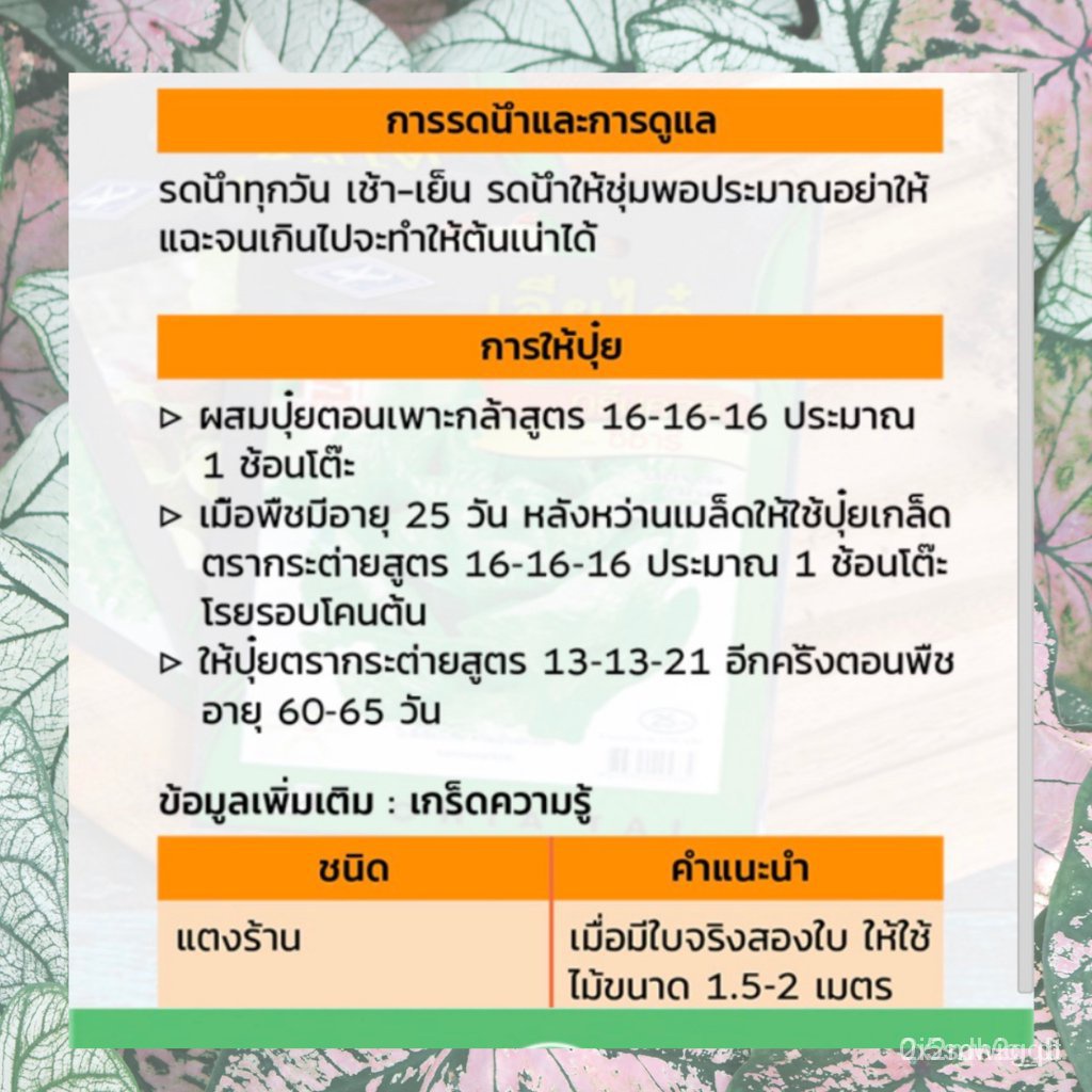 ผลิตภัณฑ์ใหม่-เมล็ดพันธุ์-2022เมล็ดอวบอ้วน-แตงโมดำ-250-เมล็ด-ซองจัมโบ้-เพิ่มปริมาณมากกว่า-3-เท่า-ตราเจียไต๋-wat-คล-ขา-c2