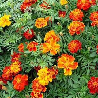 （คุณภาพสูง เมล็ด）เมล็ดพันธุ์ ดาวเรือง สปาร์คกี้คละสี ดาวเรืองฝรั่งเศส (Sparky French Marigold/ง่าย ปลูก สวนครัว /สวนครัว