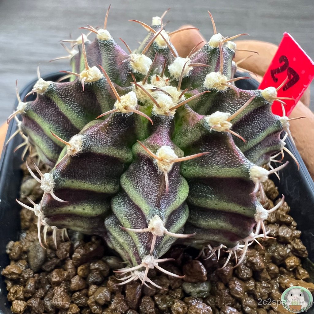 r27-ต้นยิมโนหน้ายับ-ลูก-trex-ไม้เมล็ด-gymnocalycium-แคคตัส-ง่าย-ปลูก-สวนครัว-เมล็ด-ขายดี-w0tl