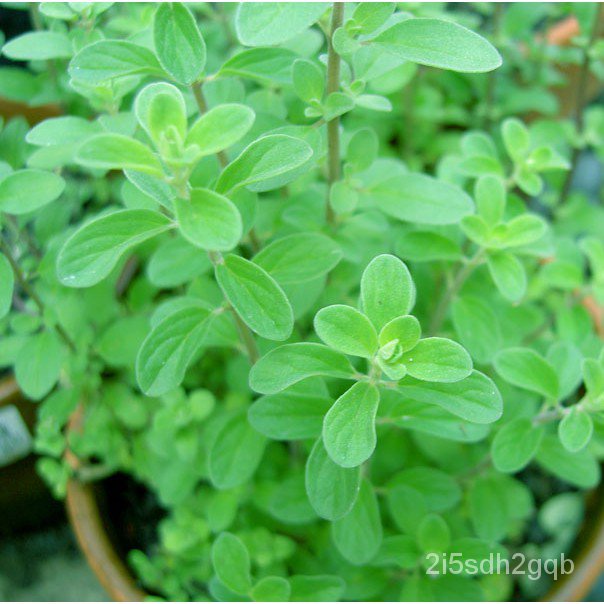 คุณภาพสูง-เมล็ด-เมล็ดพันธุ์-สวีท-มาร์จอแรม-sweet-marjoram-seed-บรรจุ-500-เมล็ด-คุณภาพดี-ราคาถูก-ข-ง่าย-ปลูก-ส-ผักสลัด