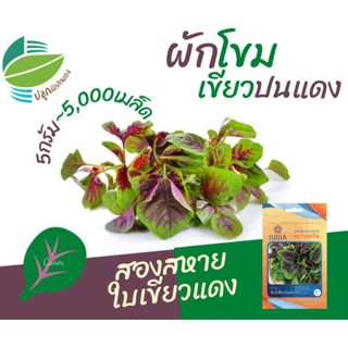 （คุณภาพสูง เมล็ด）ผักโขมเขียวปนแดง (Mixed Amaranth)​/ดอก JCUX