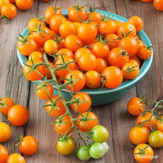 ผลิตภัณฑ์ใหม่ เมล็ดพันธุ์ 2022เมล็ดอวบอ้วน มะเขือเทศเชอรี่ ซันโกลด์ (Sungold Tomato Seed) บรรจุ 10 เมล็ด คุณภาพ คล/ขา NI