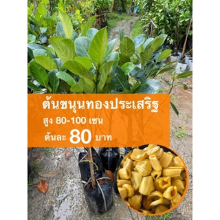 ผลิตภัณฑ์ใหม่ เมล็ดพันธุ์ 2022ต้นขนุนทองประเสริฐ ต้นละ 80 บาท L9LB/กะเพรา ZWKZ