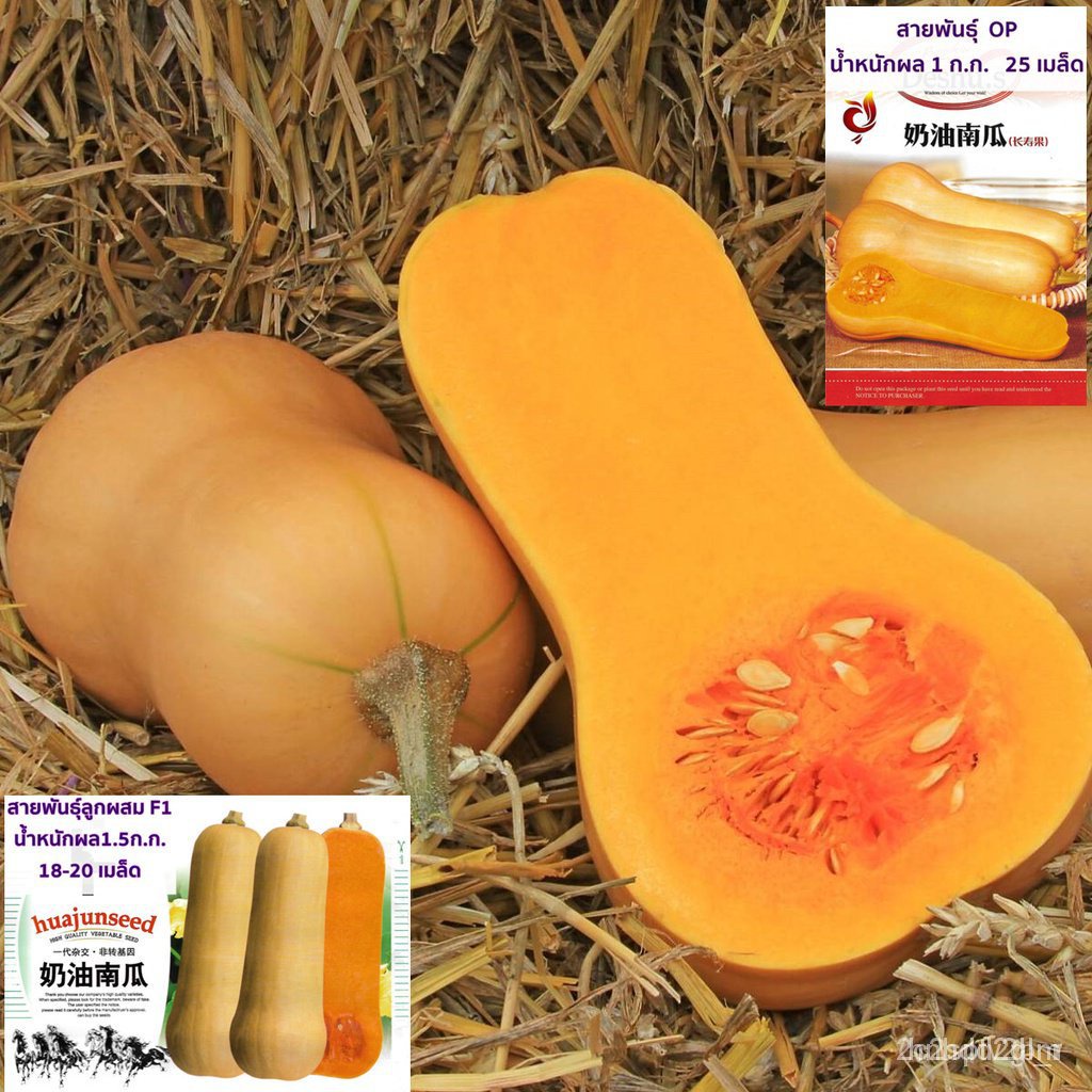 ผลิตภัณฑ์ใหม่-เมล็ดพันธุ์-เมล็ดพันธุ์คุณภาพสูงในสต็อกในประเทศไทยเมล็ดฟักทองบัตเตอร์นัท-สควอช-25เมล็ด-butternut-คล-เ-bwu