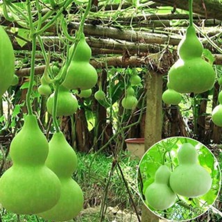 （คุณภาพสูง เมล็ด）บอนสี 30เมล็ด Bottle Gourd Seeds Organic Seed เมล็ดพันธุ์ผัก เมรี่วอชิงตัน เ/ง่าย ปลูก สวนครัว /ผักสลัด