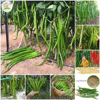 ผลิตภัณฑ์ใหม่ เมล็ดพันธุ์ จุดประเทศไทย ❤[Fast Germination] High Quality Green Long Chilli Seeds (50 Pcs/pack) B /ขายดี K