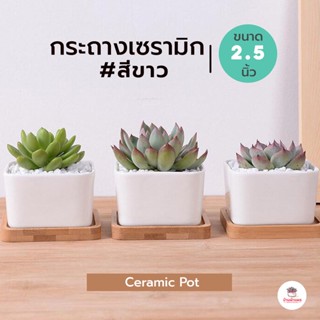 กระถางเซรามิค #สีขาว กระถางแคคตัส กระถางกระบองเพชร ไม้อวบน้ำ cactus&succulent