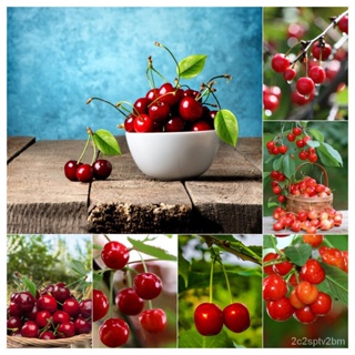 （คุณภาพสูง เมล็ด）ปลูกง่าย ปลูกได้ทั่วไทย ของแท้ 100% 30PCS Cherry Seeds Fruit Seeds พันธุ์ไม้ผล ต้นไ/ง่าย ปลูก ส/คละ 0LO