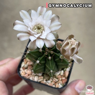 ผลิตภัณฑ์ใหม่ เมล็ดพันธุ์ Gymnocalycium ยิมโน ไม้อวบน้ำ Cactus&amp;Succulent lUFD คละ สวนครัว/ผักสลัด็ด Q0WB