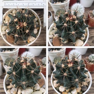 กระบองเพชรเล็บเหยี่ยว / เฟอโรแคคตัส (Ferocactus) /