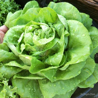（คุณภาพสูง เมล็ด）เมล็ดผักกาดหอมบัตเตอร์เฮดปลูกง่ายปลูกใส่กระถางได้/ง่าย ปลูก สวนครัว เมล็ด/อินทรีย์ 9QHB