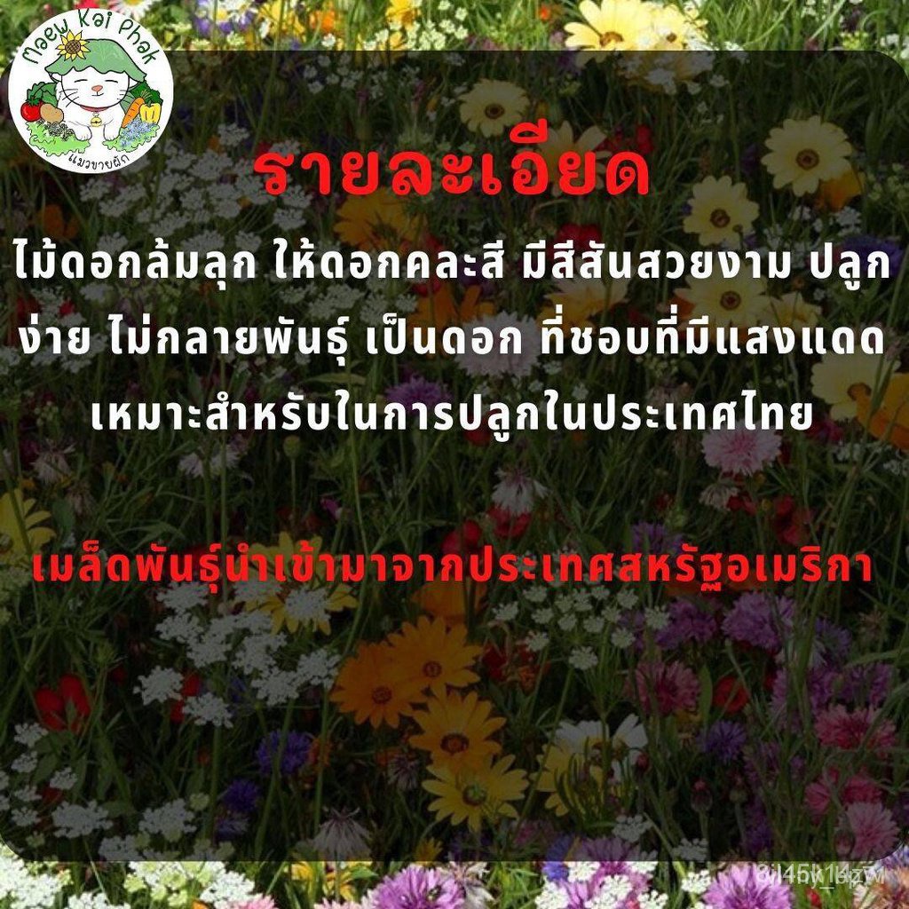 ผลิตภัณฑ์ใหม่-เมล็ดพันธุ์-เมล็ดพันธุ์คุณภาพสูงในสต็อกในประเทศไทย-พร้อมส่ง-ะให้ความสนใจของคุณเมล็ดอวบอ้วน-ดอกไม้ป-ขายดี-y