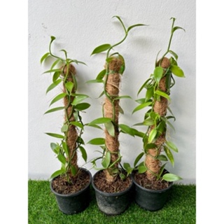 ต้นวานิลลากระถาง 6 นิ้ว พันธุ์แพลนนิโฟเลีย 3ต้น (Planifolia Vanilla Orchid Plant)ความยาวเถา 90ซ