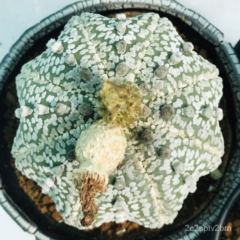 คุณภาพสูง-เมล็ด-cactus-คละชุด-ต้นไม้มงคล-ต้นไม้ฟอกอากาศ-ไม้ประดับ-ต้นไม้ประดับ-พันธุ์ไม-ง่าย-ปลูก-สวนครัว-ขายดี-a