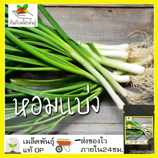 ผลิตภัณฑ์ใหม่ เมล็ดพันธุ์ 2022เมล็ดอวบอ้วน หอมแบ่ง 300 เมล็ด Welsh Onion seeds เมล็ดอวบอ้วนแท้ นำเข้าจากต่างประเ ค/เ UFK