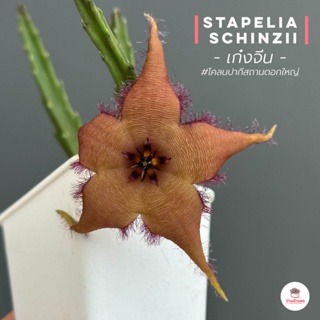 เก๋งจีน Stapelia schinzii #โคลนปากีสถานดอกใหญ่ แคคตัส กระบองเพชร cactus&amp;succulent