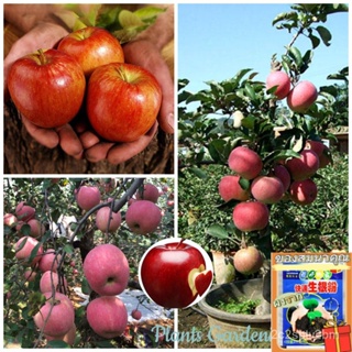 （คุณภาพสูง เมล็ด）เมล็ดพันธุ์ แอปเปิ้ลทรี Apple Tree Seeds บรรจุ 50 เมล็ด พันธุ์ไม้ผล ต้นผลไม้ บอนไซ /ง่าย ปลูก ส/ขายด AD