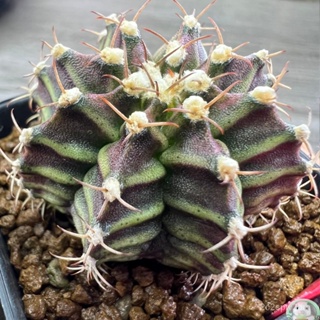 (R27) ต้นยิมโนหน้ายับ ลูก Trex ไม้เมล็ด - (gymnocalycium) - แคคตัส/ง่าย ปลูก สวนครัว เมล็ด/ขายดี W0TL