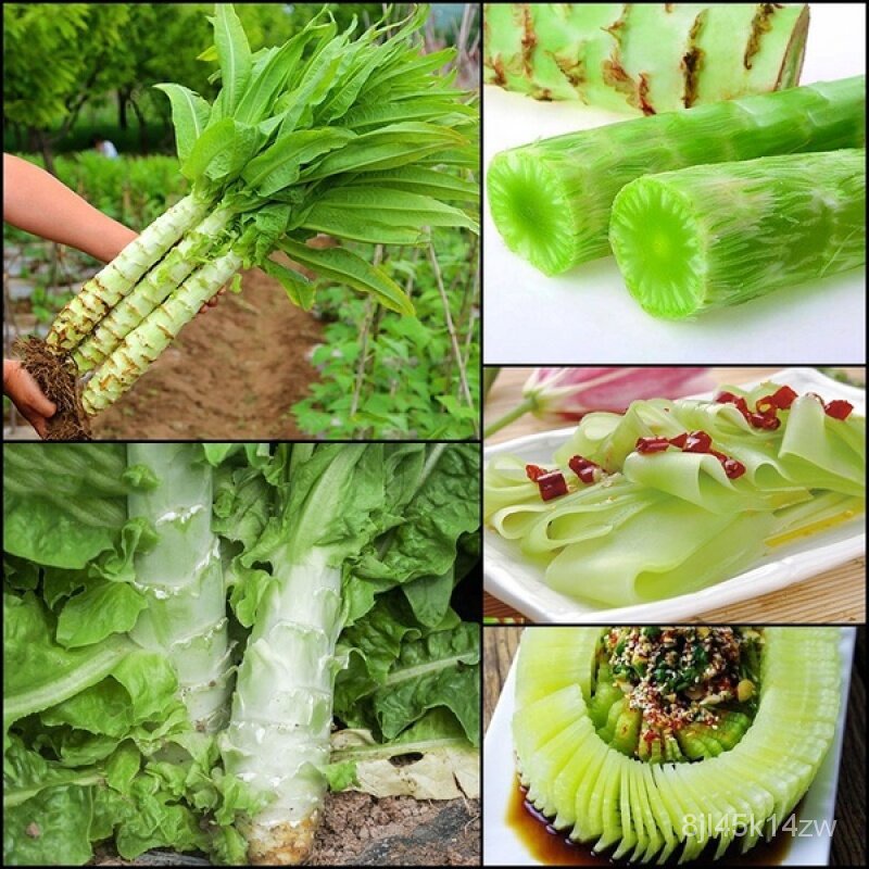 คุณภาพสูง-เมล็ด-ของแท้-100-จัดส่งในพื้นที่-200-เมล็ด-asparagus-lettuce-seeds-เมล็ดพันธุ์ผัก-ง่าย-ปลูก-สวนครัว-ขายดี-a