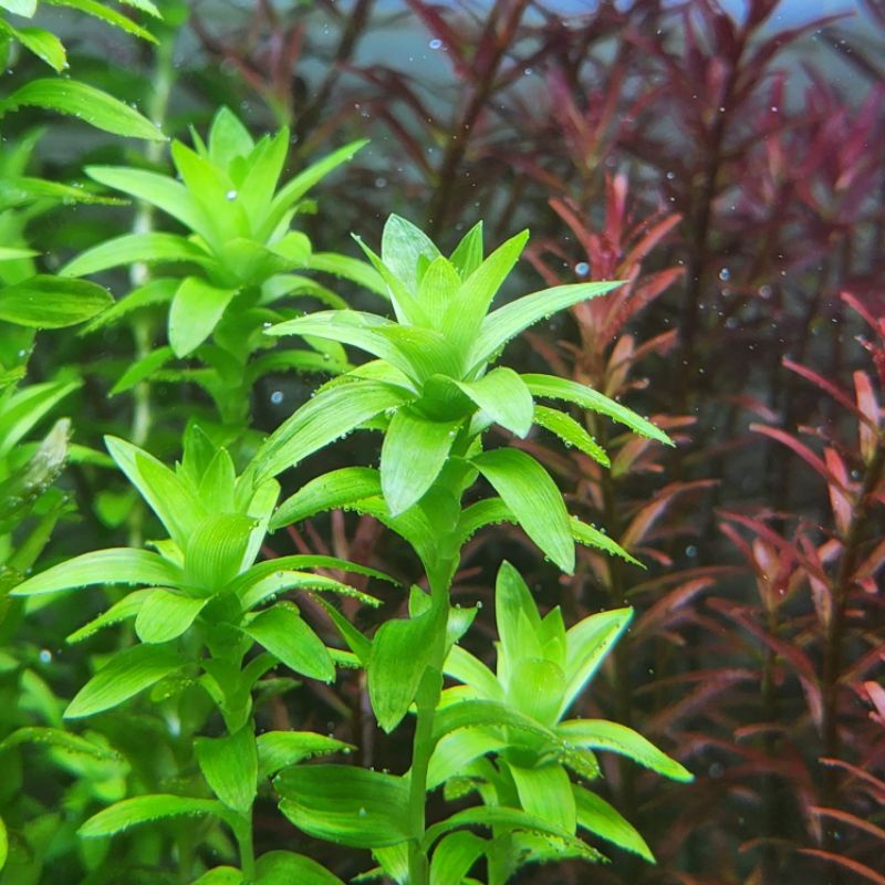 ไม้น้ำ Tonina Fluviatilis โทนีน่า ไม้ข้อสีเขียว จำหน่ายเป็นใบน้ำ พร้อม ...