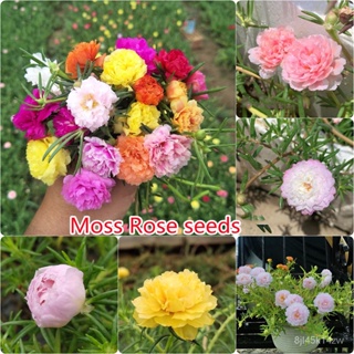 （คุณภาพสูง เมล็ด）เมล็ดบอนสี 100 ชิ้น/ถุง Moss Rose Seeds ต้นบอนสีชายชล ชายชล บอนสีพันหายาก ต้/ง่าย ปลูก สวนครัว /คละ 2QQ