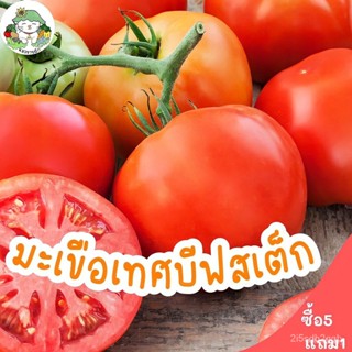 ผลิตภัณฑ์ใหม่ เมล็ดพันธุ์ 2022เมล็ดอวบอ้วน มะเขือเทศ บีฟสเต็ก 50 เมล็ด Red Beefsteak Tomato เมล็ดอวบอ้วนนำเข้าแ /สวนครัว