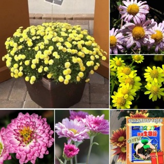 （คุณภาพสูง เมล็ด）เมล็ดเก๊กฮวยคลุมดิน（Ground-cover chrysanthemum seeds）เมล็ดพันธุ์คุณภาพสูง 100 เมล็ด/ง่าย ปลูก ส/สวนครัว