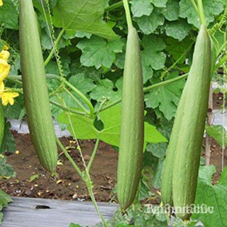 ผลิตภัณฑ์ใหม่ เมล็ดพันธุ์ จุดประเทศไทย ❤SMOOTH PATOLA SEEDS ( 20pcs ) - Luffa Smooth Varietyเมล็ดอวบอ้วน 100% ร /ดอก NAD